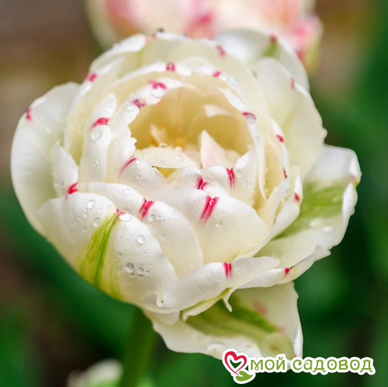 Тюльпан махровый Дэнс Лайн