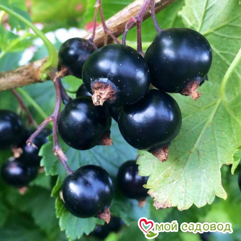 Черная смородина Партизанка Брянска