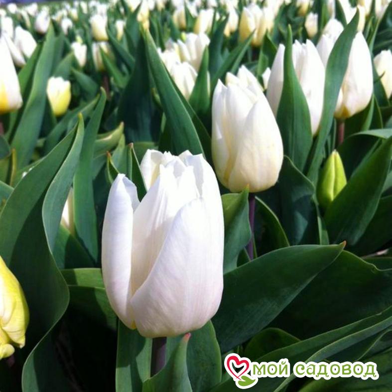 Тюльпан Уайт Принц