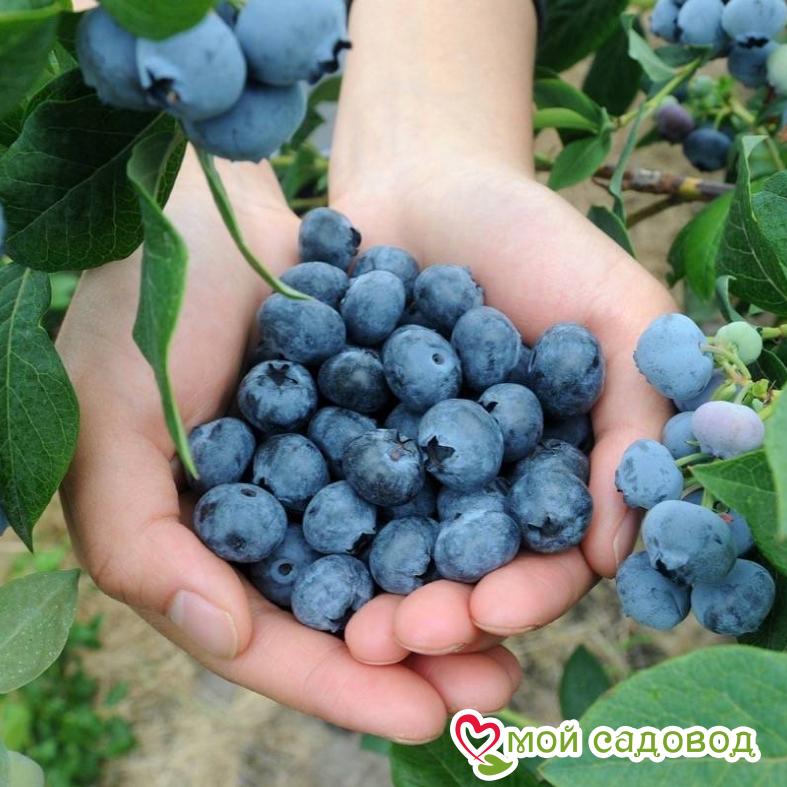 Голубика садовая высокорослая Аврора