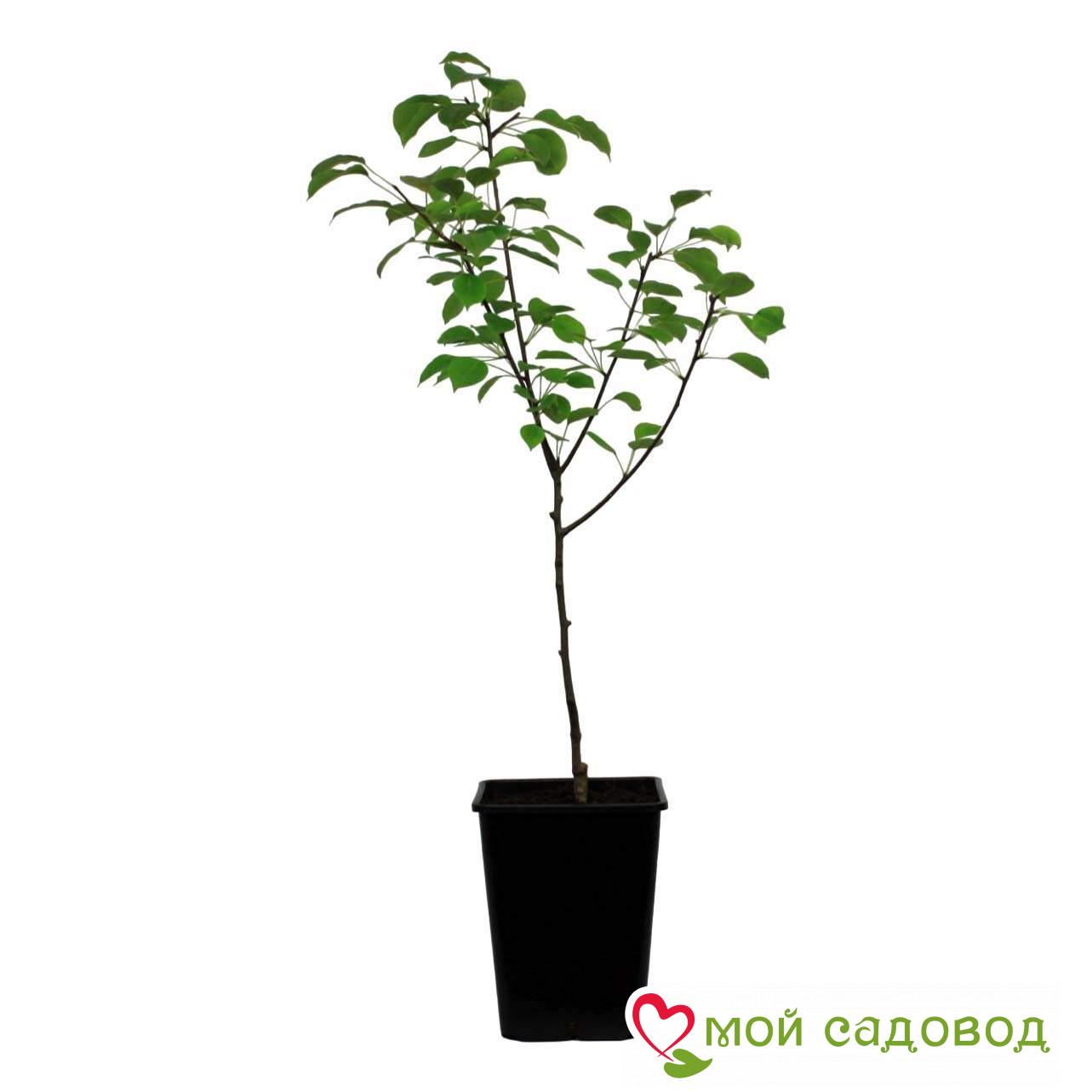 Круша Виолла колоновидная